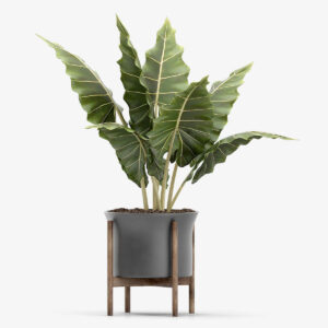 Cây trang trí Deco 4