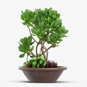 Cây Bonsai Trang trí deco 3